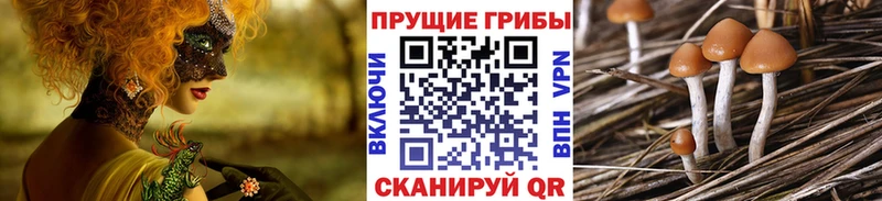 MEGA вход  Княгинино  Псилоцибиновые грибы прущие грибы  что такое  